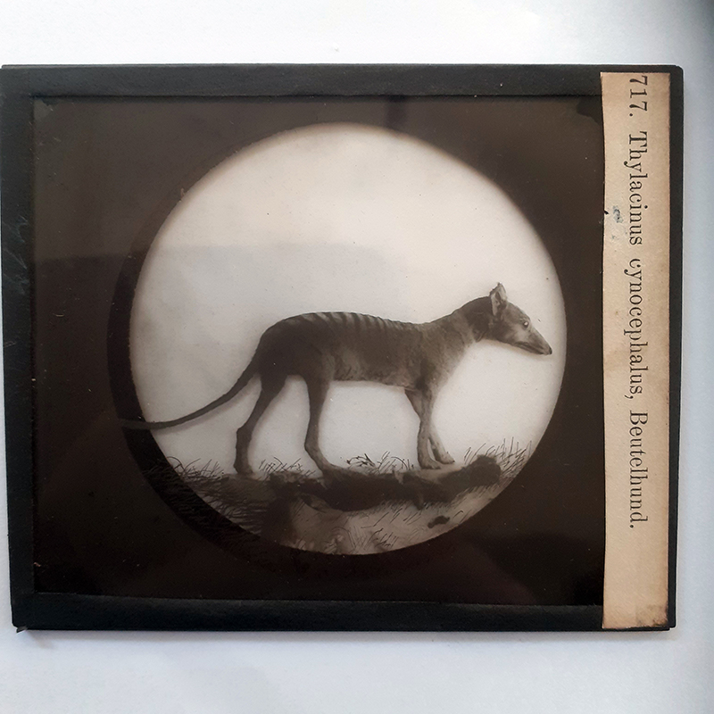 The 19th Century Photographic Record of the Thylacine